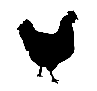 chicken