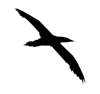 gannet