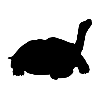tortoise